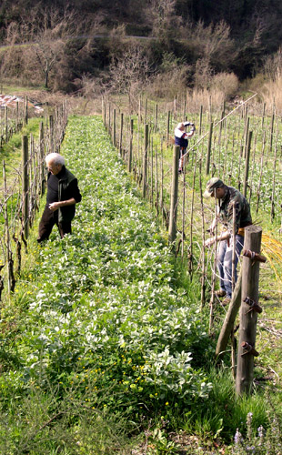 la vendemmia