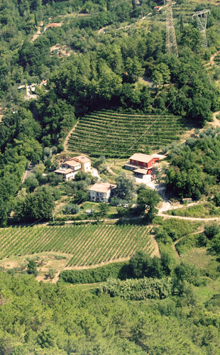 le vigne della cantina boriassi