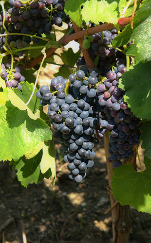 uva rossa