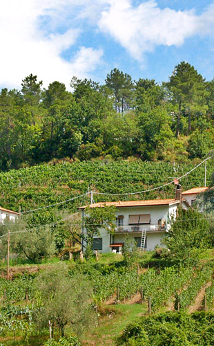 vigneto mezzaluna